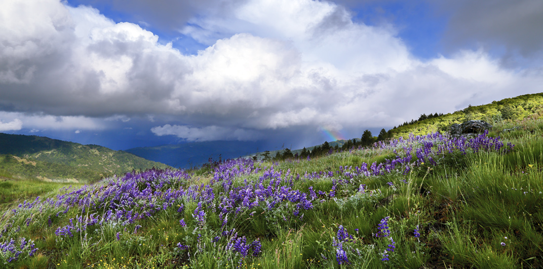 Lupin hillside