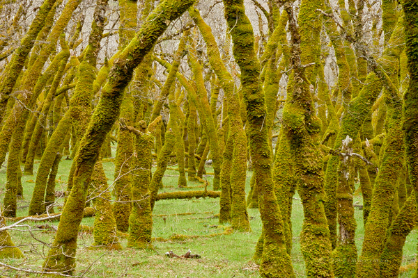 Mossy white oaks in late winter
