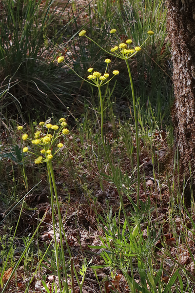 Apiaceae